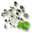 Coriander, Fine leaved - Herb , Aromatic Cilantro (Santo)