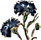 Flowers , Cornflower - Black