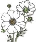 Flowers , Cosmos - Tall 'Purity White'