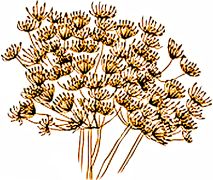 Coastal Hog Fennel , Bangpung or Chyou-mei-gusa (Herb)