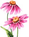 Flowers , Echinacea 'Pinky Purple' Coneflower (Herb)