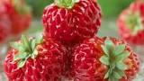Strawberry, 'Framberry'