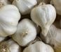 Garlic, Autumn Planting, Cledor (Softneck) Organic