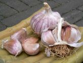 Garlic, Autumn Planting, Primor (Hardneck)