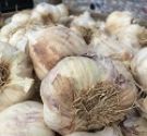 Garlic, Spring Planting, Vigor (Softneck)
