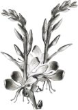 Flowers , Gaura 'The Bride' Pure White Flowers (New to Us
