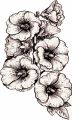 Flowers , Hollyhock - Black Crown Singles