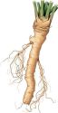 Horseradish,  Armoracia rusticana (Open-ground thong)