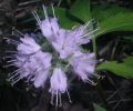 Hydrophyllum, virginianum
