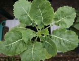 Perennial Kale, Daubenton's Green Form