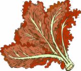 Kale , Siberian 'Ragged Jack' (Aka: Sweet Red)