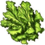 Lettuce Leaf , Lollo Bionda - Green Looseleaf