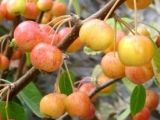Crab Apple, Evereste FOR COLLECTION OR SPECIAL DELIVERY
