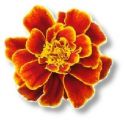 Flowers , Marigold 'Tagetes minuta' - Tall