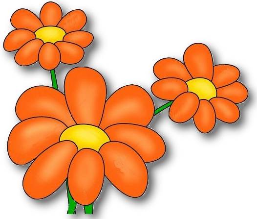 Flowers , Mexican Sunflower  (Eextreme Tolerance to Heat)