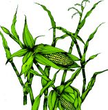 Sweet Corn 'Mixed Eating Cobs' , 'Varied mixed colours, types & tastes'