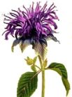 Flowers , Monarda - Bee Balm (Perennial Ragged Pompoms)