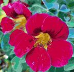 Flowers , Nasturtium 'Purple Emperor' Trailing variety
