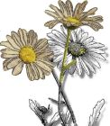Flowers , Ox-Eye Daisy - (Marguerite) Moon Daisy