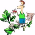 Parcel Leaf  - Herb , Smallage or Curled Leaf Celery