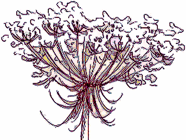 Flowers , Queen Annes Lace (Aka: Birds Nest)