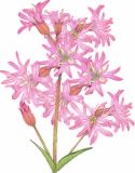 Flowers , Ragged Robin - 'Shaggy Jacks' (Cuckoo Flower)