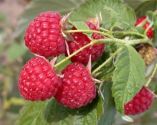 Raspberry, 'Glen Lyon' (Summer-fruiting) 5 canes