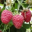 Raspberry, 'Polka' (Summer/autumn-fruiting)