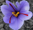 Saffron Crocus, Crocus sativus