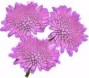 Flowers , Scabious, Field 'Gypsy Rose' (Lilac or Blue Button))