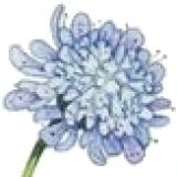 Flowers , Scabious, Field (Gypsy Rose or Blue Button)