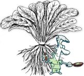 Skirret Seed , Crummock or ‘Suikerwortel’ (Sugar Root)