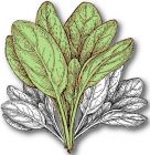 Spinach , Perpetual Spinach 'Erbette'