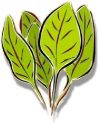 Spinach , Rubino Red Vein (Baby Leaf)