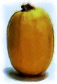 Squash , Vegetable Spaghetti (Oblong)