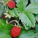 Strawberry, Alpine,  'Alexandria'