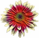 Flowers , Sunflower, 'Cherry Rose' (NEW TO US)