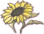 Flowers , Sunflower, 'Giant Single' Yellow (Medium Tall to WOW!)