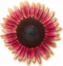 Flowers , Sunflower, 'Ms. Mars'  (2 ft Deep Red)