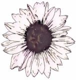 Flowers , Sunflower, 'White Nite' Pro-Cut (New to Us)