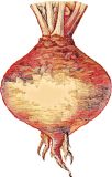 Swede (Rutabaga) , Ruby - Sweet Scottish Round Gowrie