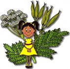 Sweet Cicely - Herb , Sweetroot or Garden myrrh