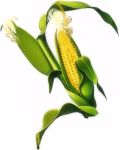 Sweet Corn , Mirai Picnic (003Y) New to Us (Exceptional Sweetness)