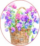 Flowers, Sweet Pea Mix , DWARF Sweet Pea 'KNEE HIGH' Mix (New to Us)