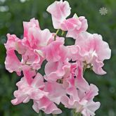 Flowers, Sweet Pea , 'Mrs Bernard Jones' Spencer - Fragrant