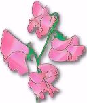 Flowers, Sweet Pea , 'Mrs R Bolton' - Fragrant Spencer' (New to Us)