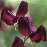 Flowers, Sweet Pea , 'Black Knight' Grandiflora - Fragrant