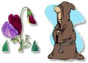 Flowers, Sweet Pea , 'Cupani' Grandiflora - Fragrant