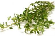 Thyme, Common