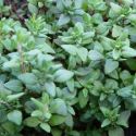 Thyme, Tabor (Broad Leafed)
